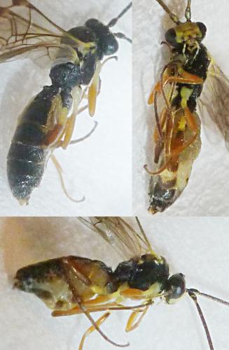 Diplazontinae